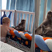 Hilarious Video Shows Wary Cat Freezing in Place to Avoid Being Noticed By Baby